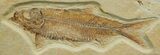 Nicely Inlaid Inch Fossil Fish, Knightia Eocaena #15-1
